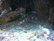Vannes - aquarium