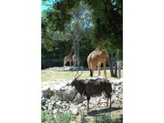 Parc zoologique de Montpellier - Nyala et Girafes