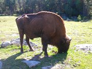Réserve de bisons de la margeride