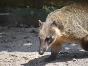 Zoo des 3 vallées - Coati
