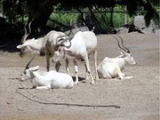 Zoo d'Amiens -  addax