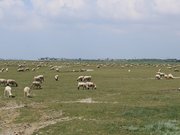 Le Crotoy - les moutons de prés salés