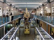 Musée d'histoire naturelle de Lille