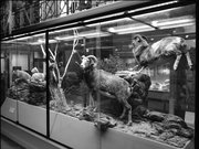 Ambiance Grande galerie du Musée d'histoire naturelle de Lille GLAM MHNL 2016 Lamiot a 14