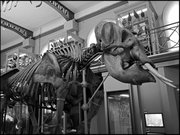 Ambiance Grande galerie du Musée d'histoire naturelle de Lille GLAM MHNL 2016 Lamiot a 11