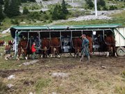 Le Beaufort d'Alpage : Un Trésor Fromager de Savoie