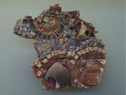 Mosaïque avec coquillages (Musée gallo-romain de Saint-Romain-en-Gal)