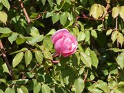 La Mulatière - Jardin de La Bonne Maison
