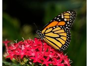 Jardins des Papillons