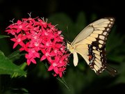 Papilio-cresphontes-hunawihr