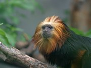 Tamarin a tête de lion