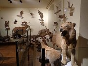 Musée d'Histoire naturelle et d'Ethnographie de Colmar