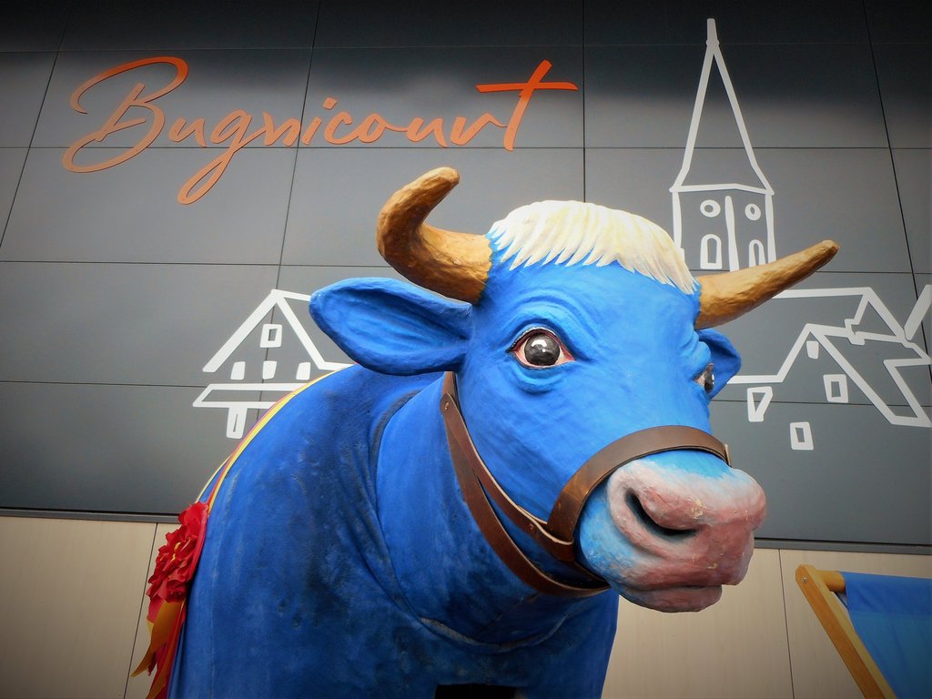 Bugnus, le bœuf bleu de Bugnicourt